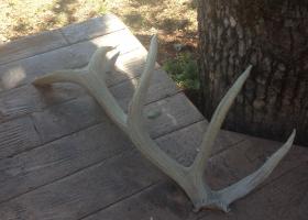 Embedded elk shed