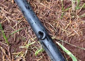 Required drip irrigation line