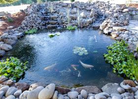 Large, beautiful Koi pond next to covered patios Large, beautiful Koi pond next to covered patios